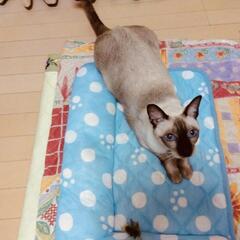 綺麗なシャムくん8歳中高年の方(63歳前後)もOK幸せ🍀にしてあげて下さい。 - 鎌倉市