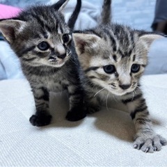 2匹の保護猫ちゃん
