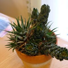 多肉植物寄せ植え