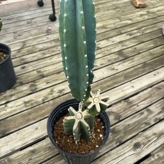 柱サボテン　 鬼面角　 ブランチ　③