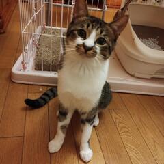 【里親決定、ありがとうございました】美猫　甘えん坊　オス一歳