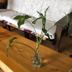 観葉植物🪴の画像