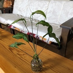 観葉植物🪴の画像