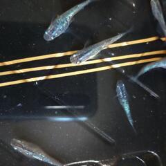 メダカ 10匹 500円 ラメメダカ 夜桜×ブラックダイヤ めだ...