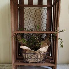 🌿ワイヤープランツのオウチ🌿観葉植物の画像