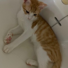 七ヶ月オス子猫里親募集 - 猫