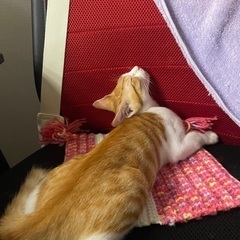 七ヶ月オス子猫里親募集 − 富山県