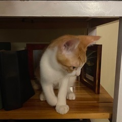 七ヶ月オス子猫里親募集 - 富山市