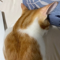 七ヶ月オス子猫里親募集