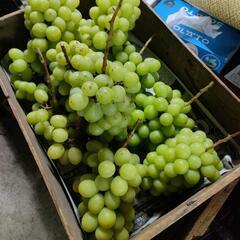 【訳あり】シャインマスカット摘み落とし1kg:800円