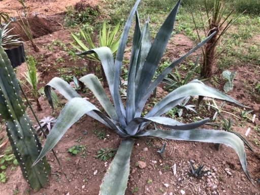 アガベ　アメリカーナ　リュウゼツラン　超大株