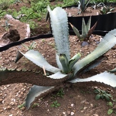 アガベ　マルモラータ　大株