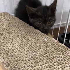 めったに現れない珍しい黒トラちゃん♡♡