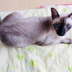綺麗なシャムくん8歳中高年の方(63歳前後)もOK幸せ🍀にしてあげて下さい。 − 神奈川県