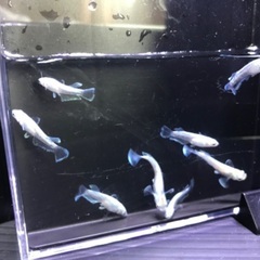 【メダカ】マリアージュキッシングワイドフィンの画像