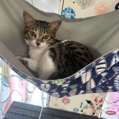 推定５か月の子猫です