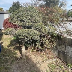 庭木の伐採ならお任せください🌲🌲🌲