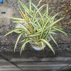 斑入りオリズルラン