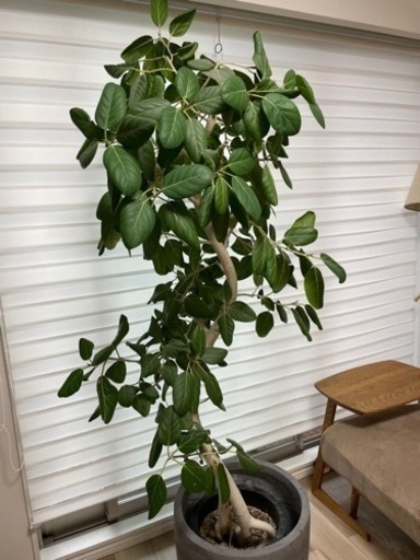 観葉植物（ゴム科）