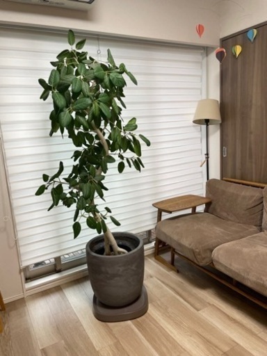 観葉植物（ゴム科）