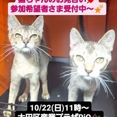 10/22(日)譲渡会。生後3か月シンガプーラ兄妹(⋈◍＞◡＜◍)。✧♡の画像