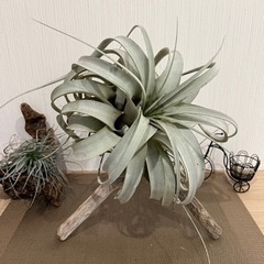 流木　三脚