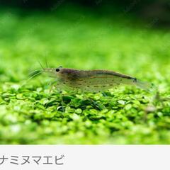 ミナミヌマエビ　１匹30円！！お安いです(^^)