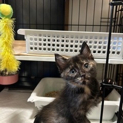 サビ猫女の子2ヶ月 − 大阪府