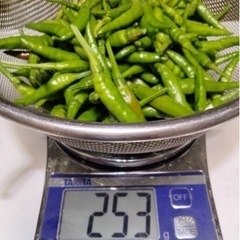 青唐辛子250g