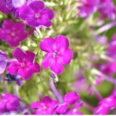 オイランソウ  花魁草 フロックス🌺