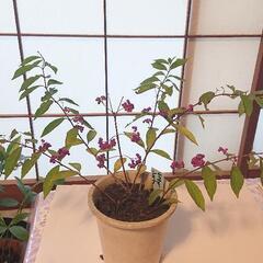 ムラサキシキブ(紫式部)鉢植えの画像