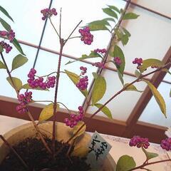 ムラサキシキブ(紫式部)鉢植えの画像