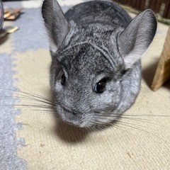 チンチラ 推定4歳 メス