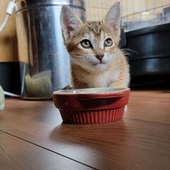 𓃠猫の里親募集中