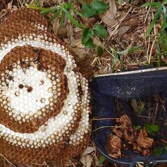 危険な秋の オオスズメバチ はプロにおまかせください！！