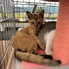 珍しい茶色のサビ猫