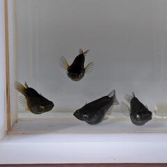 キモカワ大人気！ゾンビダルマ（メダカ）　♂2♀2　4匹セット　固定率抜群！　宜野湾市大謝名小学校の門の前です。Googleマップにのってます👍の画像