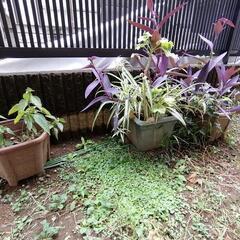 無料！植木鉢好きなだけ