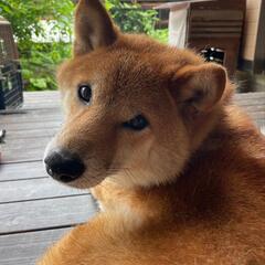 お願いします🙇