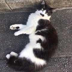 甘えん坊のオス猫