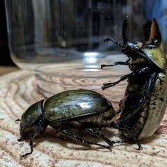 ティティウスシロカブト　3齢幼虫 5頭セット