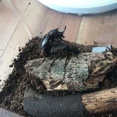 沖縄カブトムシ幼虫の画像