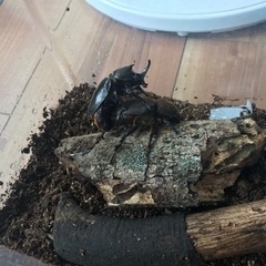沖縄カブトムシ幼虫