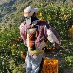 温州みかんの収穫、運搬(初心者歓迎)の画像