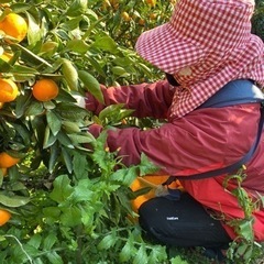 温州みかんの収穫、運搬(初心者歓迎)の画像