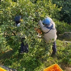 温州みかんの収穫、運搬(初心者歓迎)の画像
