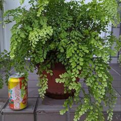 観葉植物「アジアンタム」(滅多に見られない大きなアジアンタムも有ります)の画像