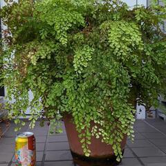 観葉植物「アジアンタム」(滅多に見られない大きなアジアンタムも有ります)の画像