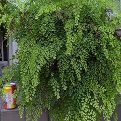 観葉植物「アジアンタム」(滅多に見られない大きなアジアンタムも有ります)の画像