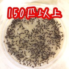 トリニドショウジョウバエ　150匹以上の画像